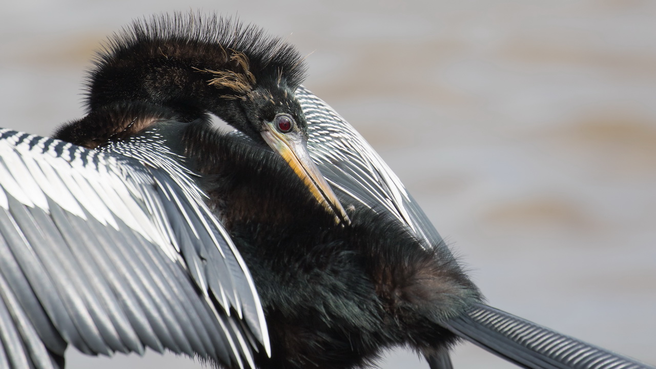 0357_Slangenhalsvogel.jpg
