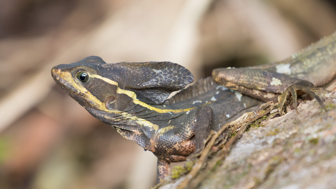 0392_Basilisk.jpg