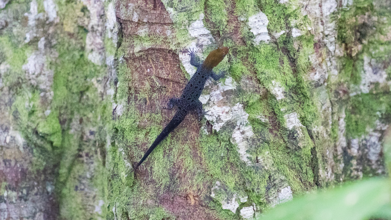 0457_Geelkop Gekko.jpg