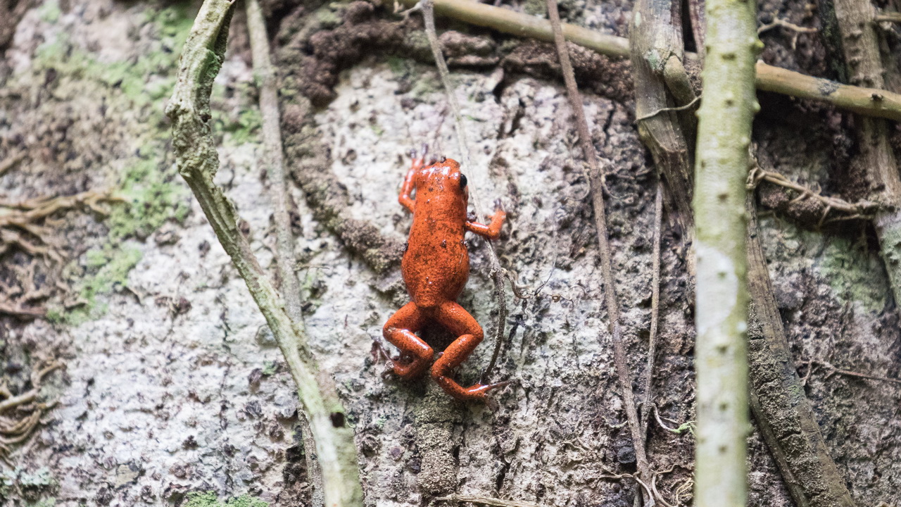 0491_Strawberry Poison Dart Frog.jpg
