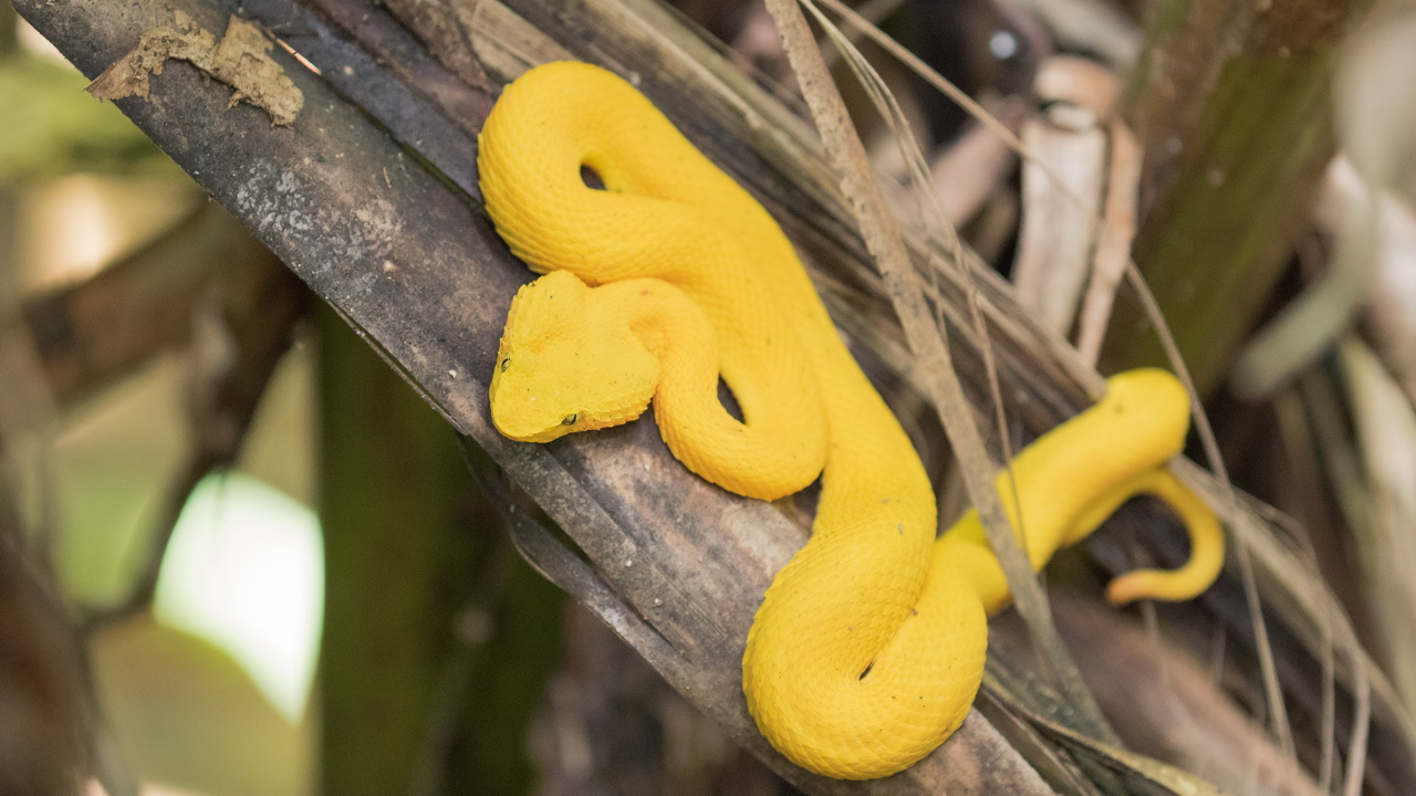 0498_Eyelash Viper.jpg