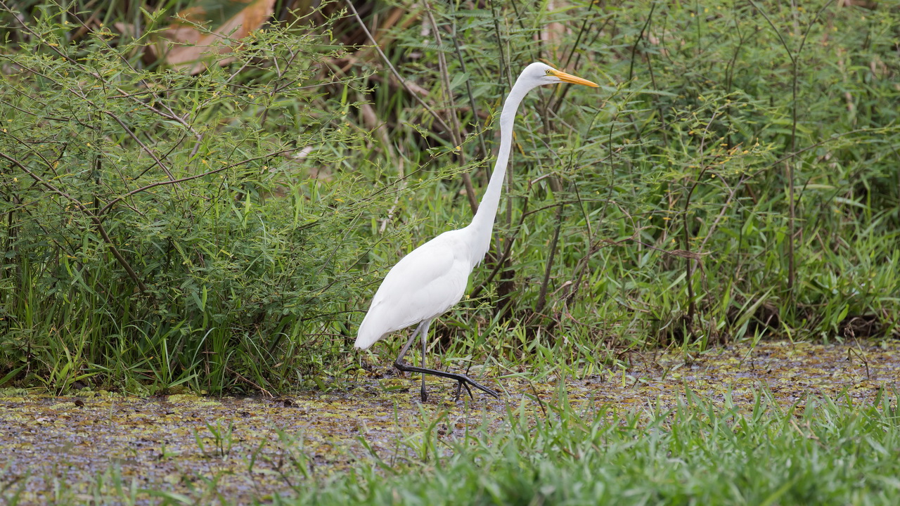 0511_Grote Zilverreiger.jpg
