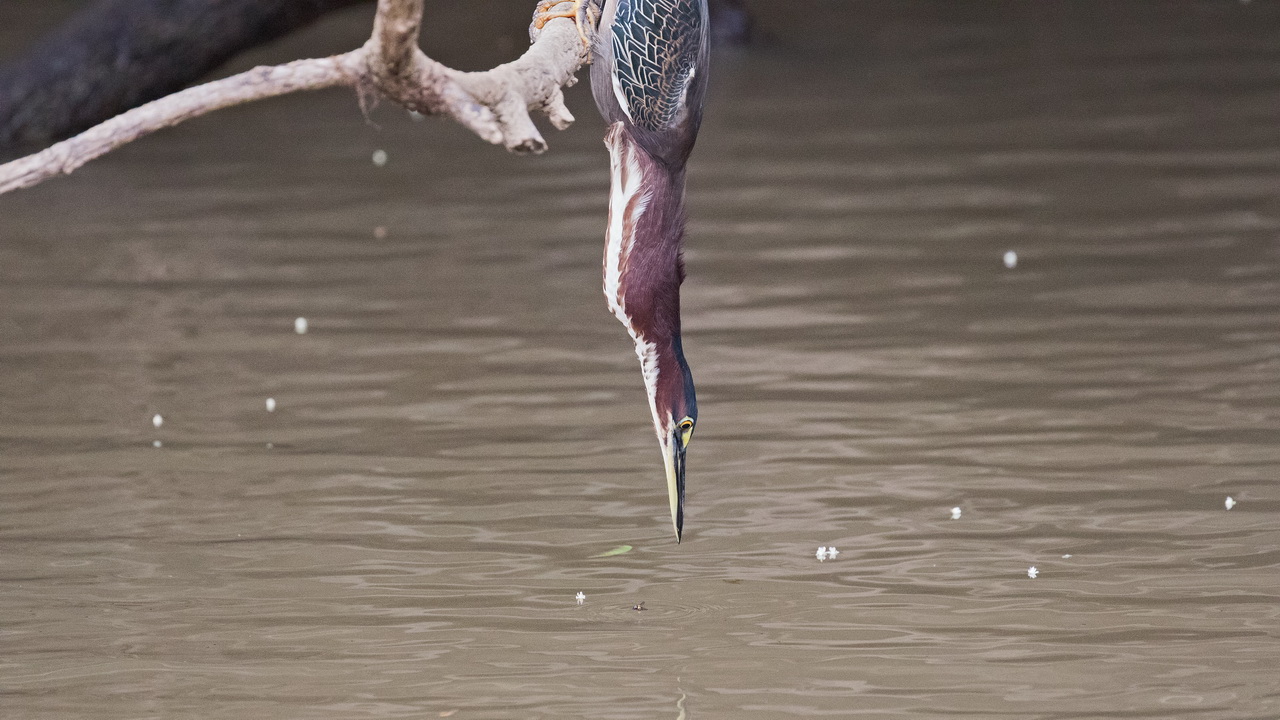 0549_Groene Reiger.jpg