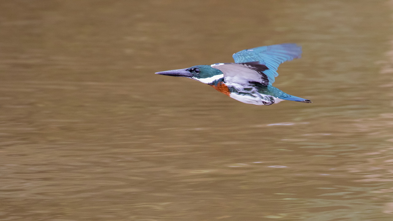 0551_Groene IJsvogel.jpg