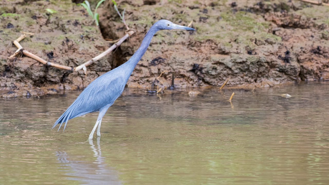 0587_Kleine Blauwe Reiger.jpg