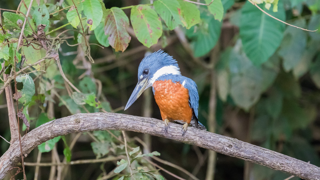 0599_Amerikaanse Reuzen IJsvogel.jpg