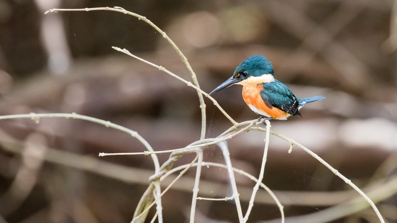 0625_Dwergijsvogel.jpg