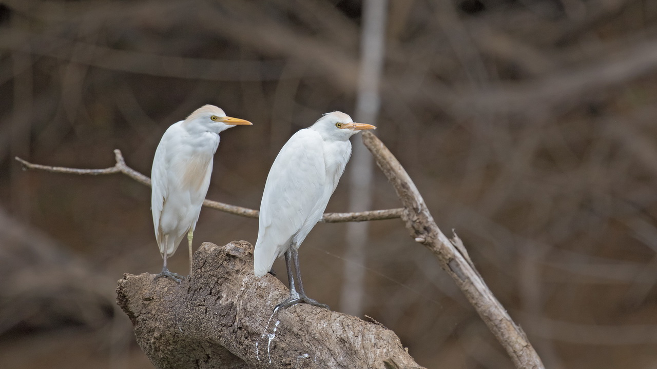 0664_Koereiger.jpg