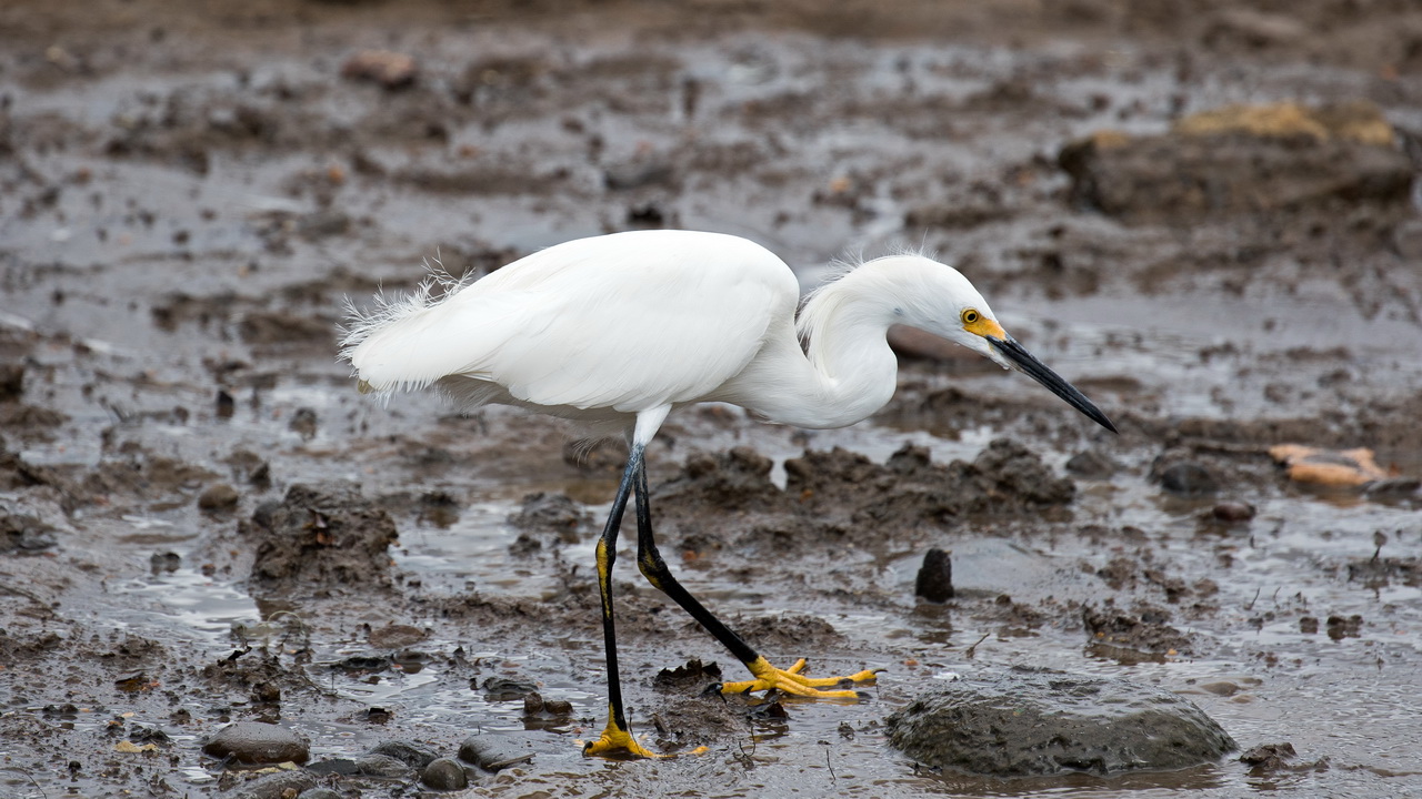 0693_Kleine Zilverreiger.jpg