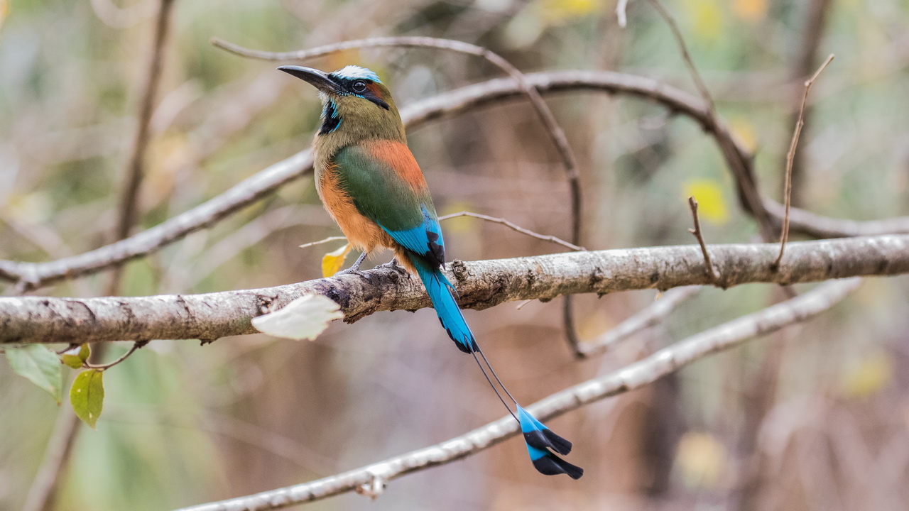 0778_Wenkbrauwmotmot.jpg