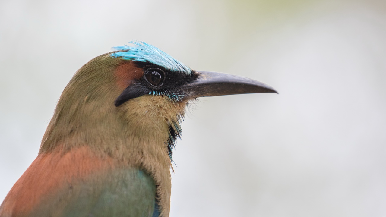 0792_Wenkbrauwmotmot.jpg