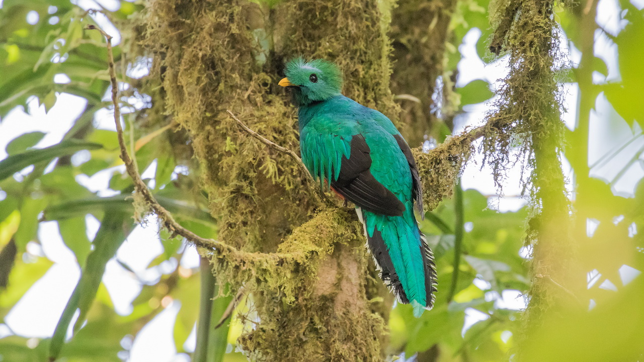 0876_Quetzal.jpg