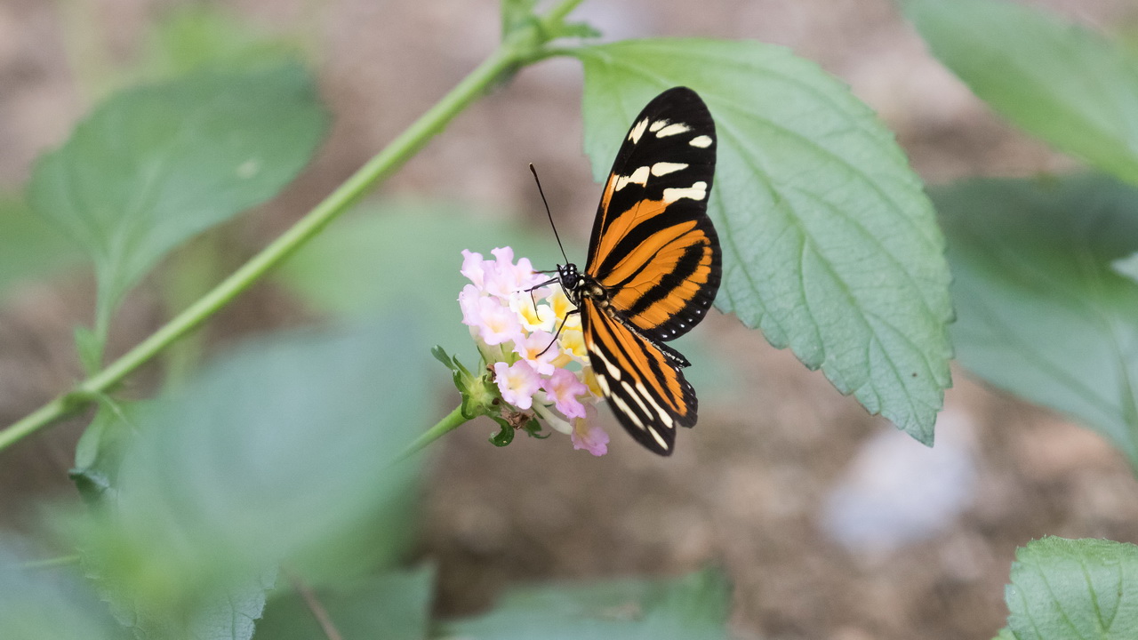0883_Vlinder.jpg