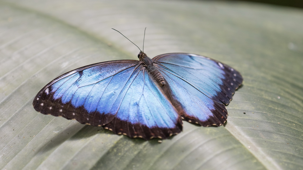 0926_Vlinder.jpg