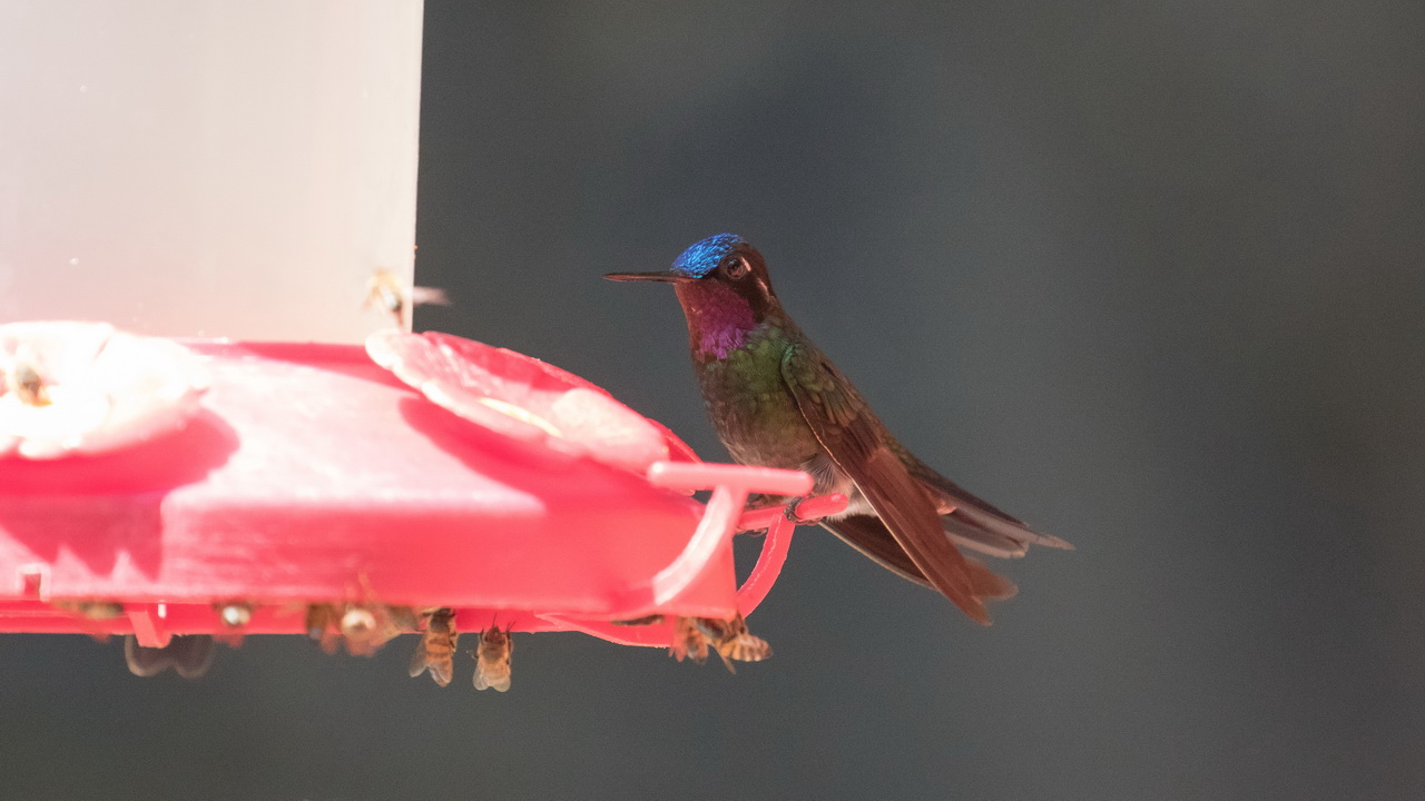 0974_Purple-throated Mountain-gem m.jpg