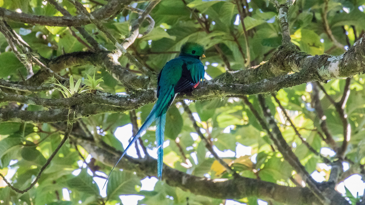 1128_Quetzal.jpg