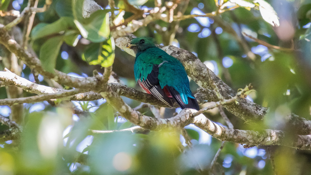 1133_Quetzal.jpg