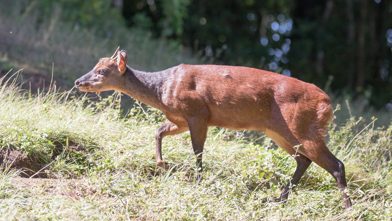 1152_Red Brocket Deer.jpg