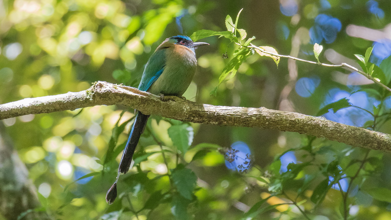 1222_Blauwkapmotmot.jpg