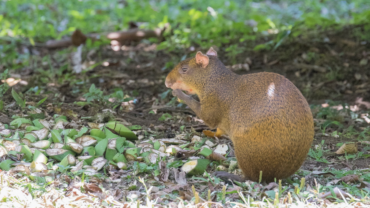 1236_Agouti.jpg