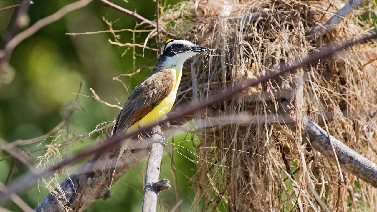 1317_Kiskadee.jpg