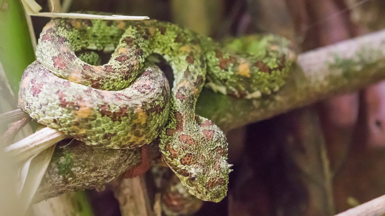 1460_Eyelash Viper.jpg
