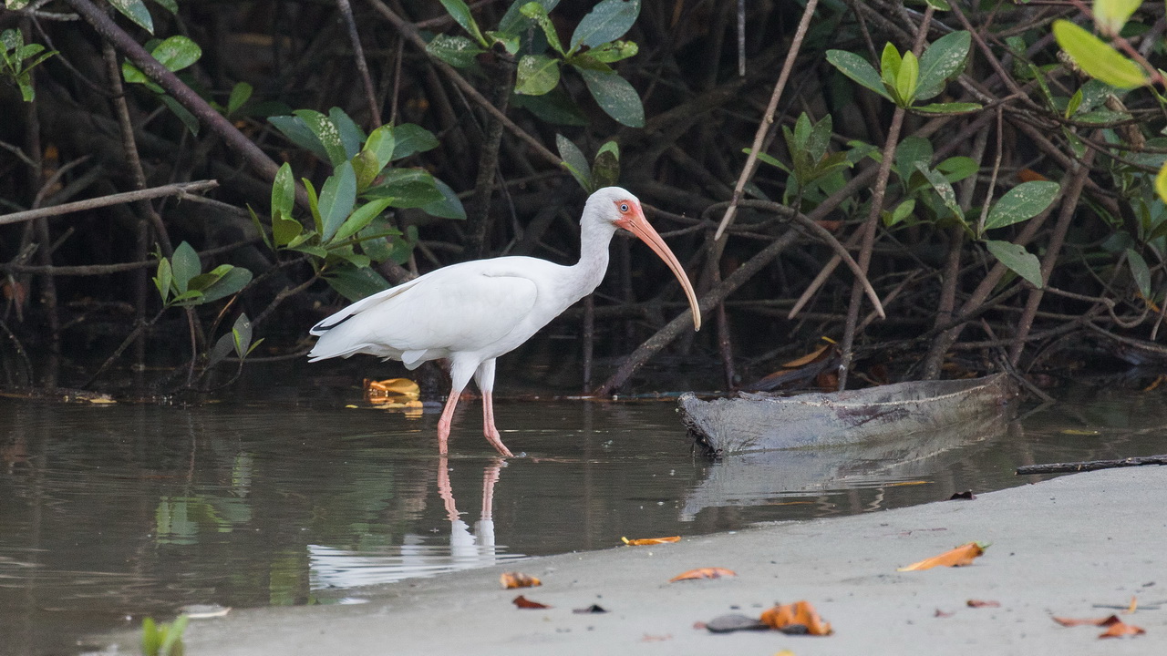 1680_Witte Ibis.jpg