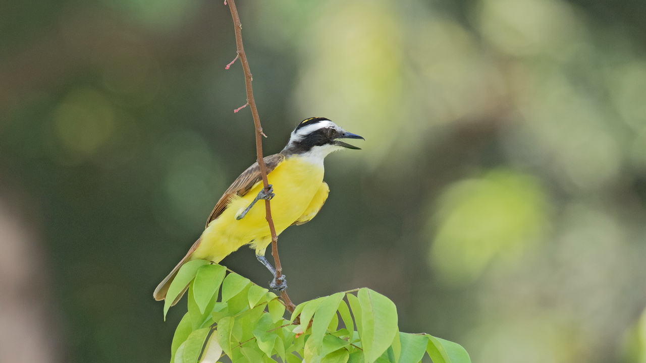1696_Kiskadee.jpg
