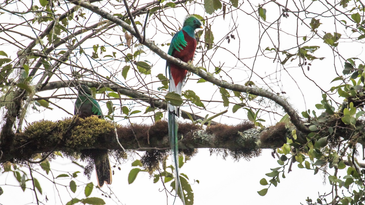 1714_Quetzal.jpg