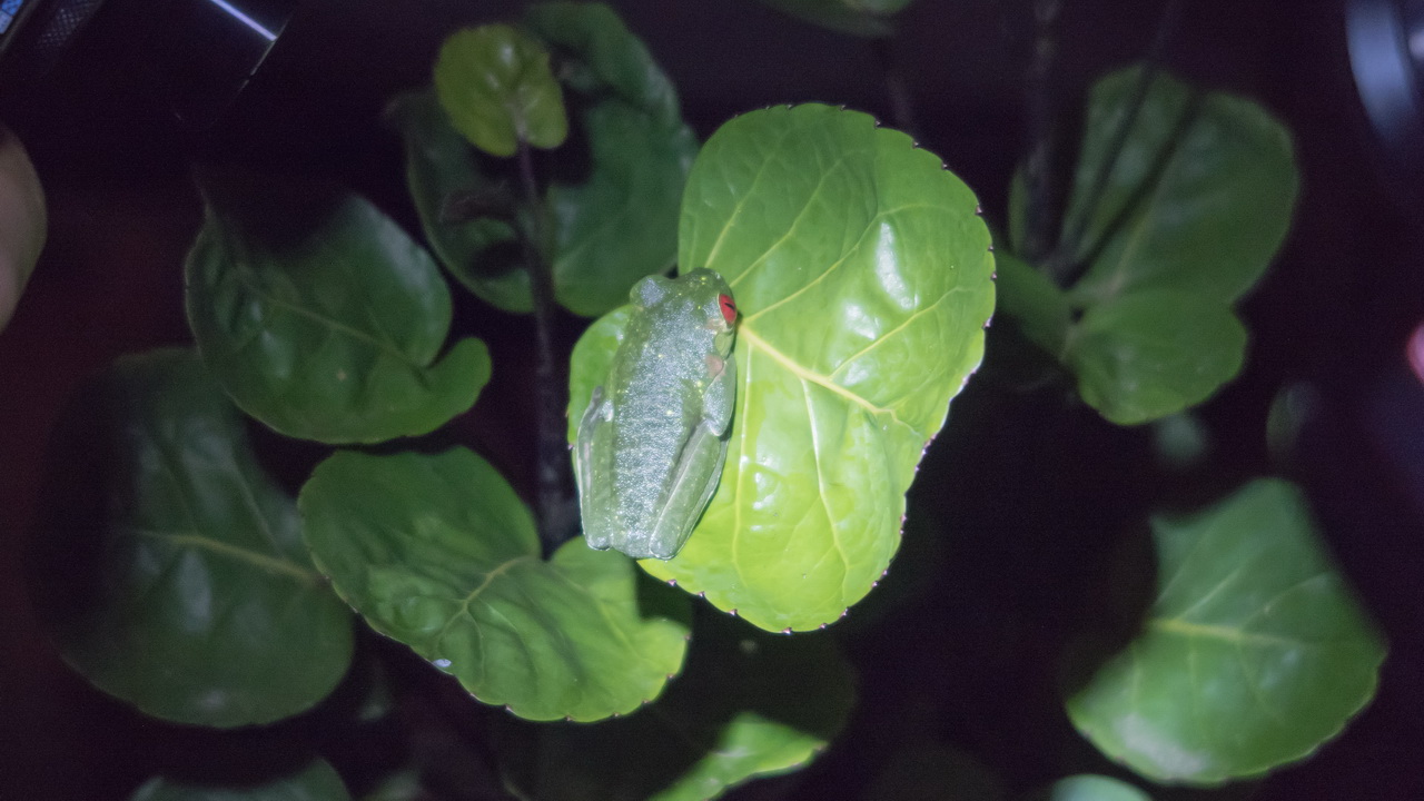 5223_Redeyed Leaf Frog.jpg