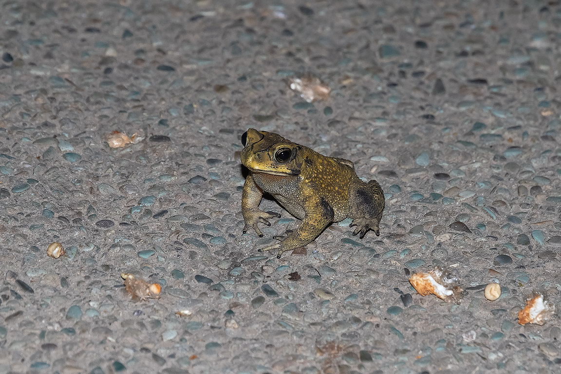 7560 Samboja Lestari Kikker.jpg