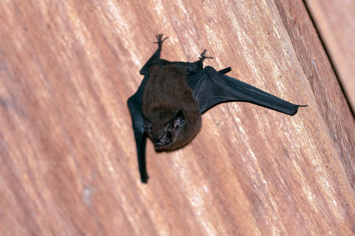 7588 Sungai Wein NP Vleermuis.jpg