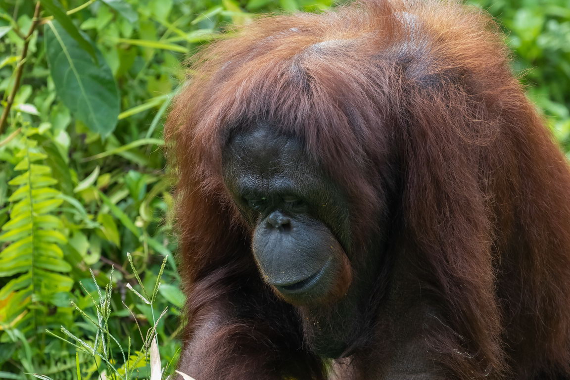 7597 Samboja Lestari Orang Oetan.jpg