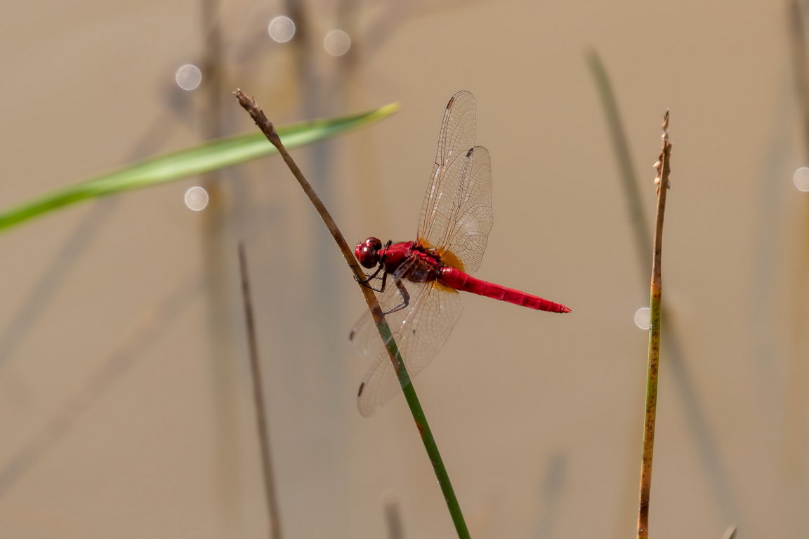 7602 Samboja Lestari Libelle.jpg