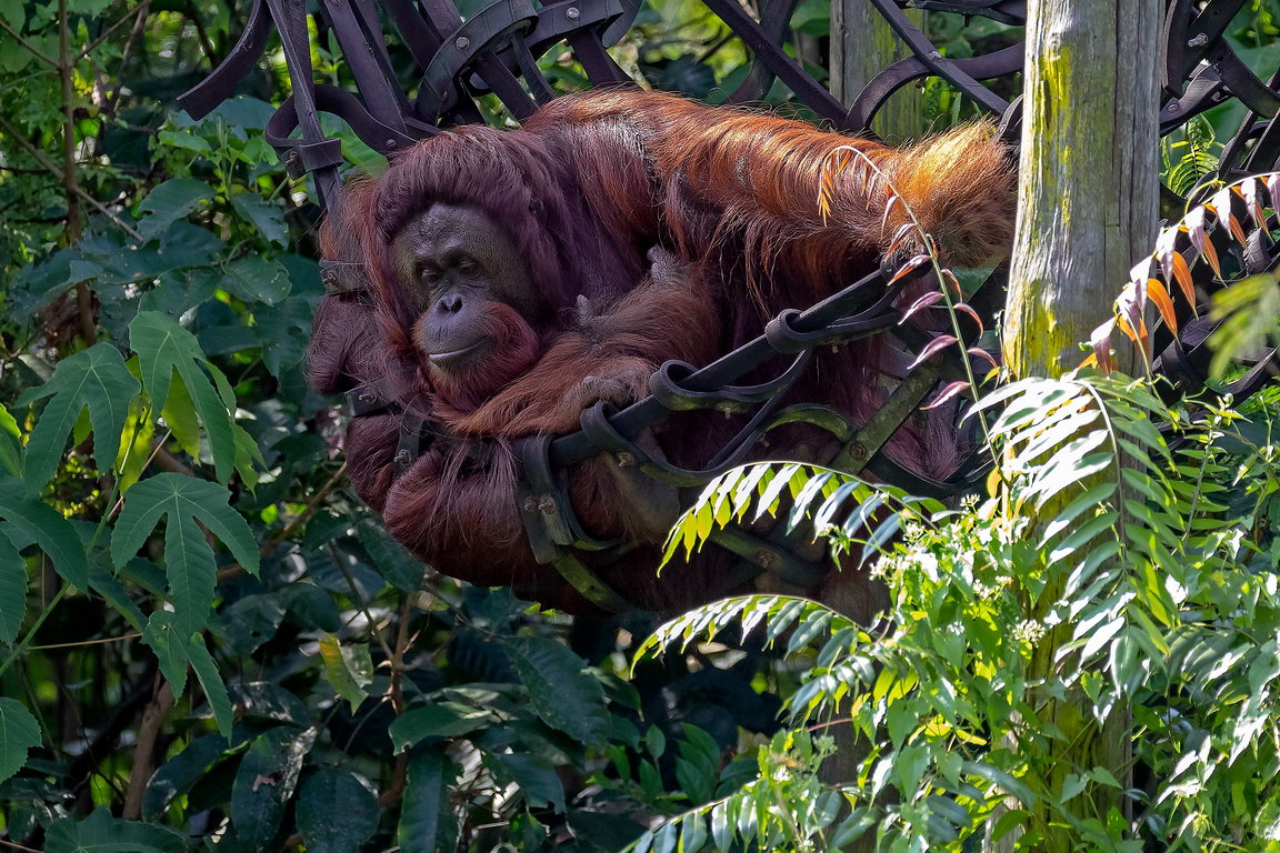 7610 Samboja Lestari Orang Oetan.jpg