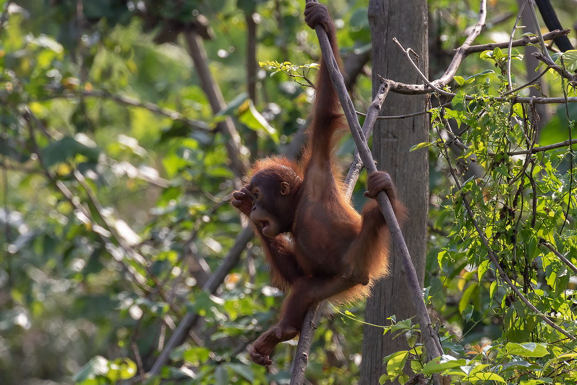 7635 Samboja Lestari Orang Oetan.jpg