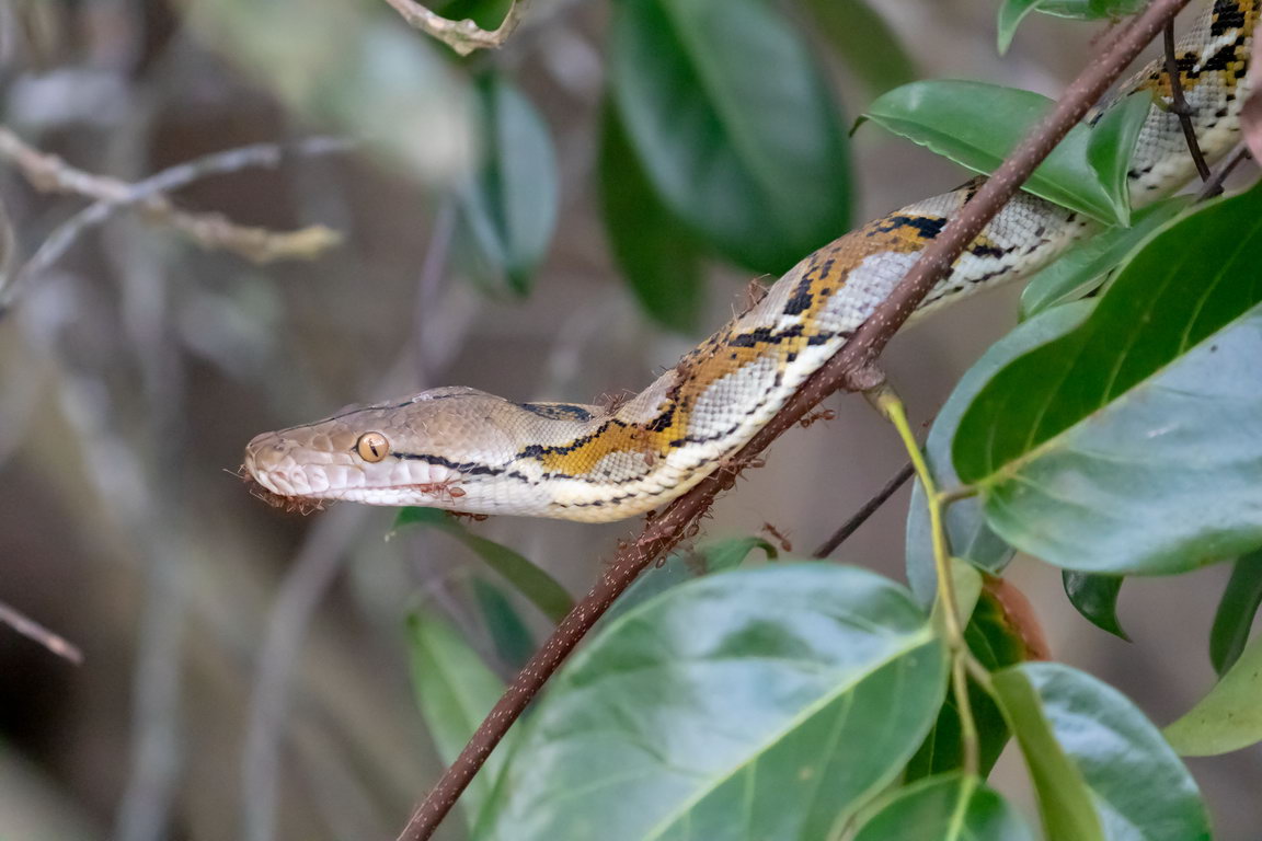 7724 Sungai Hitam Python.jpg