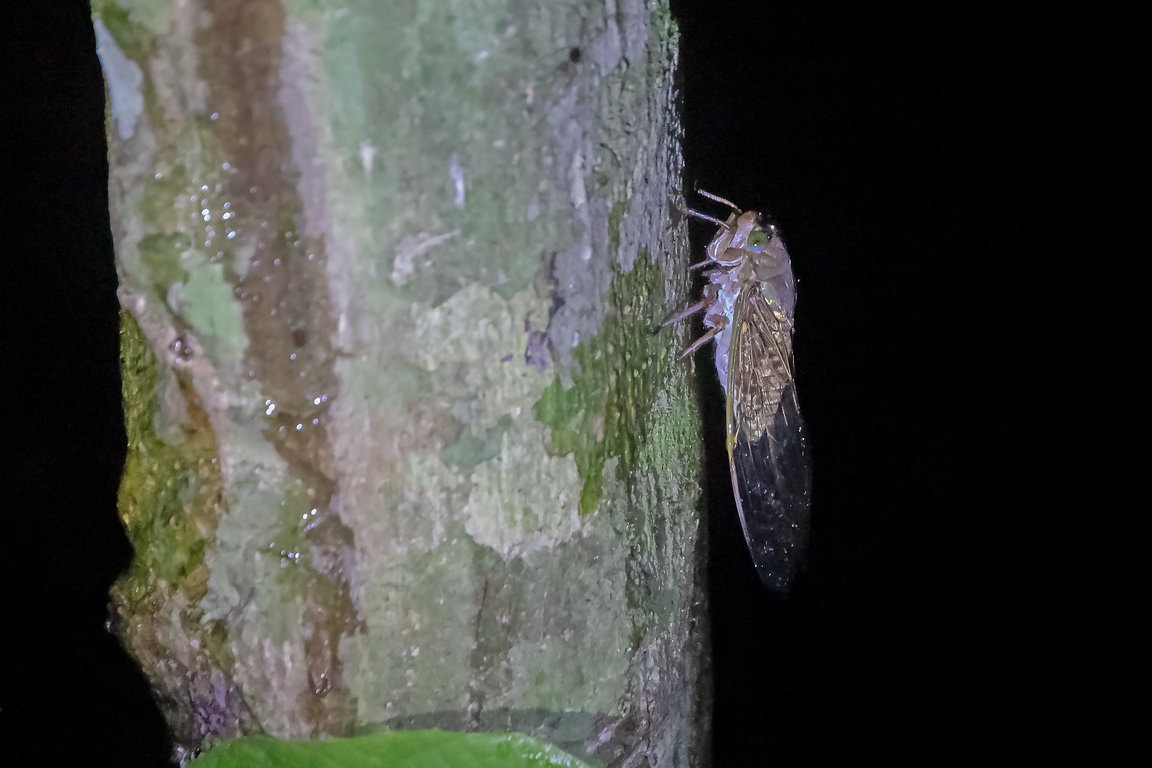 8086 Kutai NP Cycade.jpg