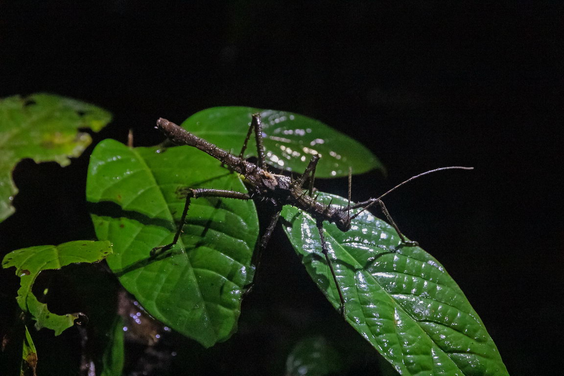 8106 Kutai NP Wandelende tak.jpg