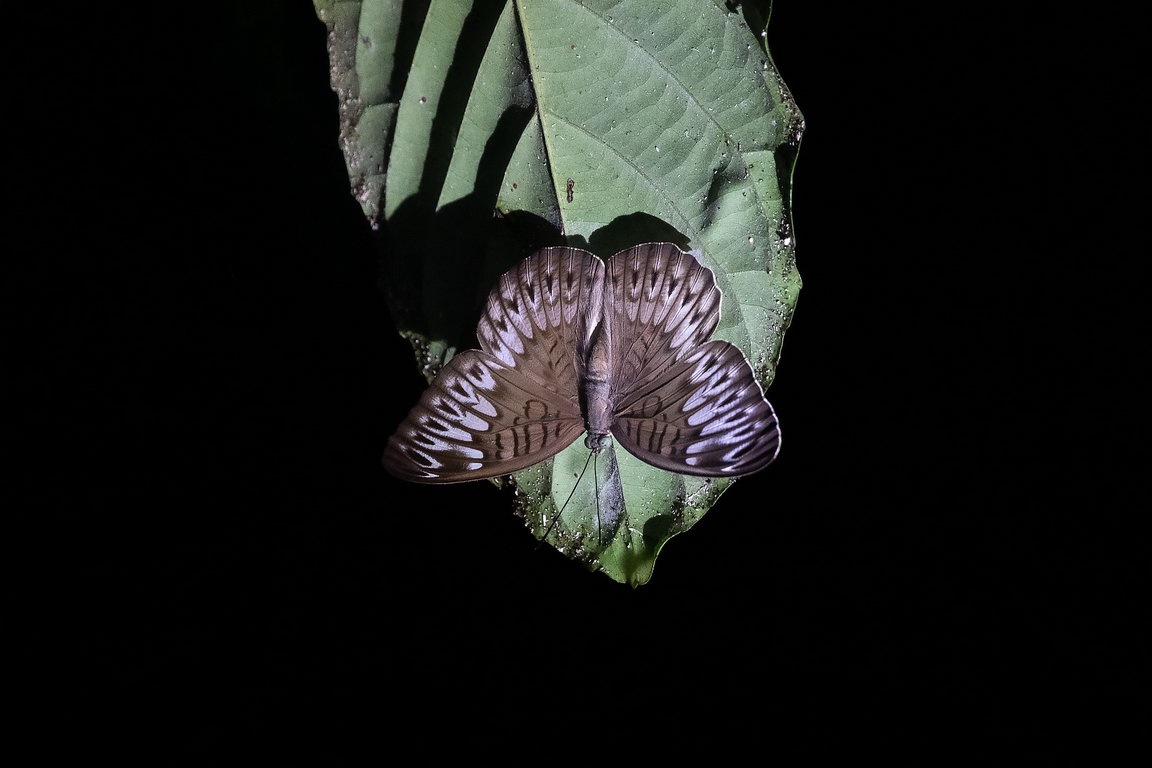 8112 Kutai NP Vlinder.jpg