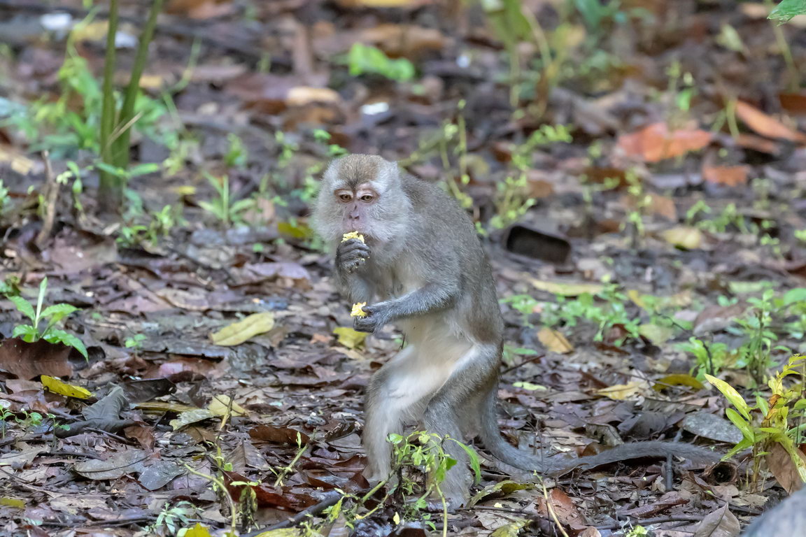 8129 Kutai NP Langstaartmakaak.jpg