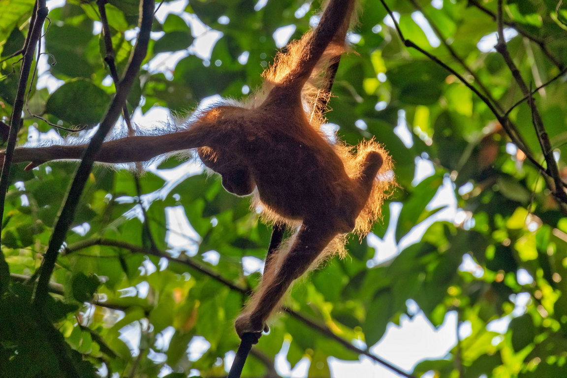 8213 Kutai NP Orang Oetan.jpg