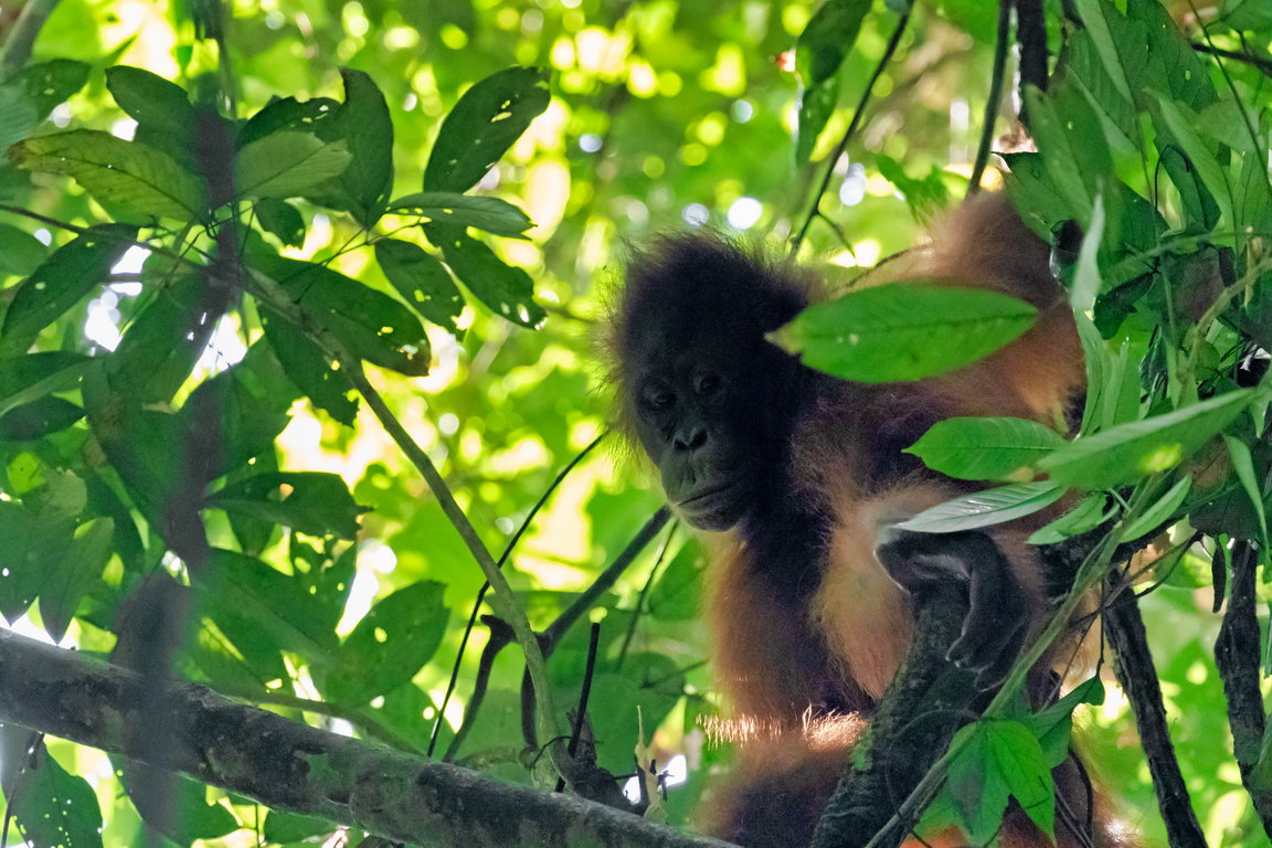 8232 Kutai NP Orang Oetan.jpg