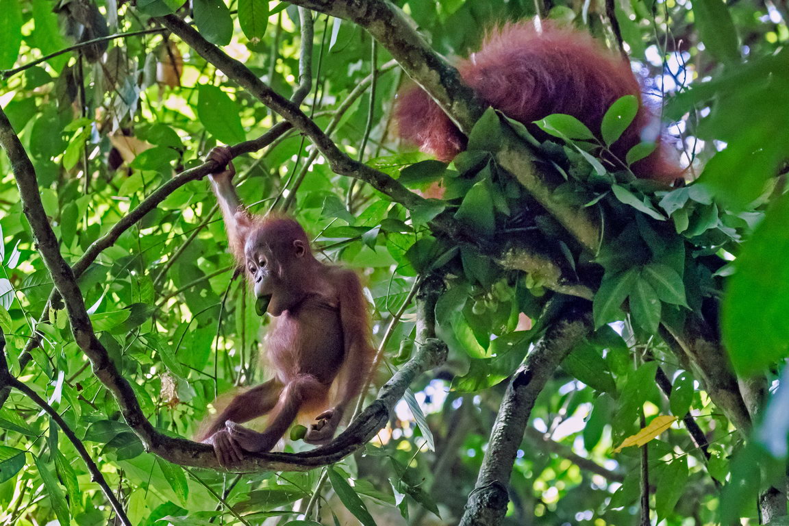 8275 Kutai NP Orang Oetan.jpg