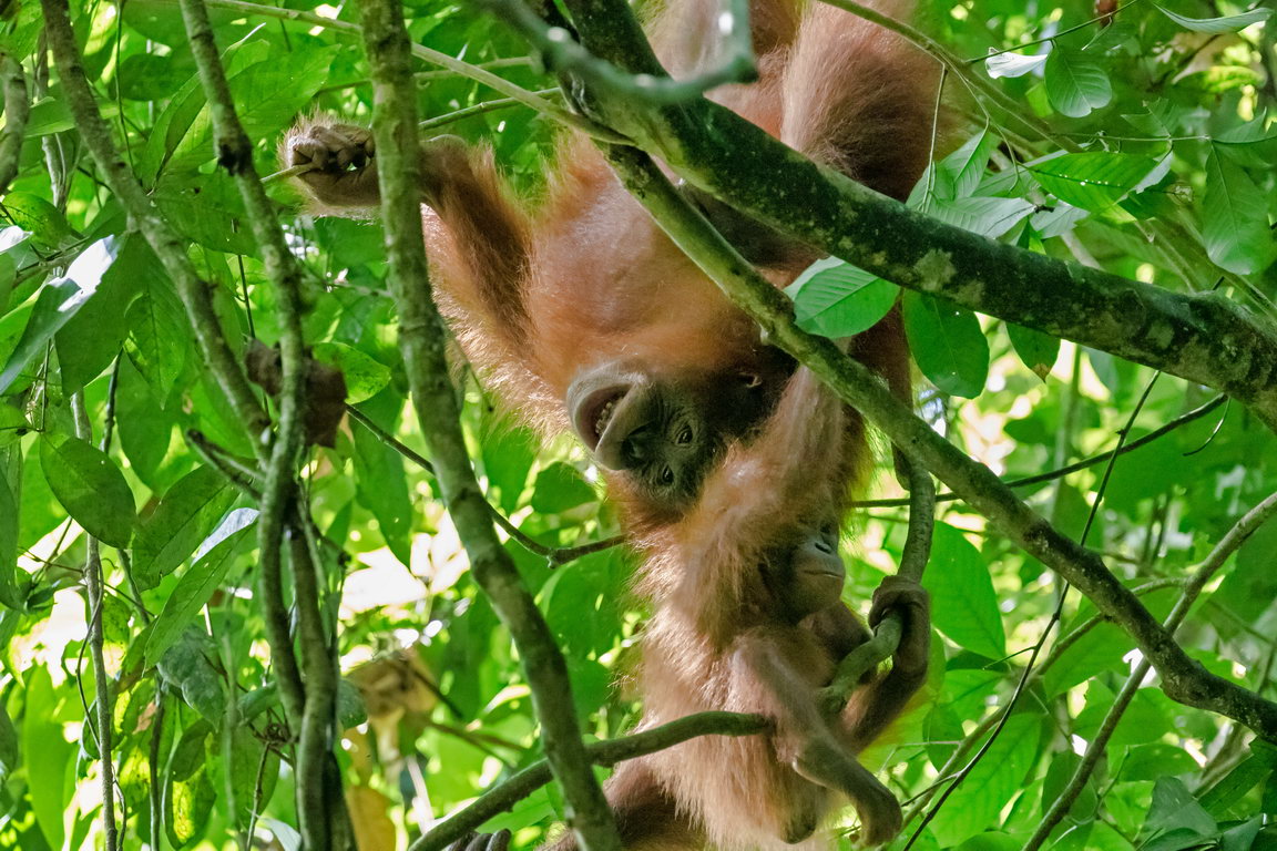 8285 Kutai NP Orang Oetan.jpg