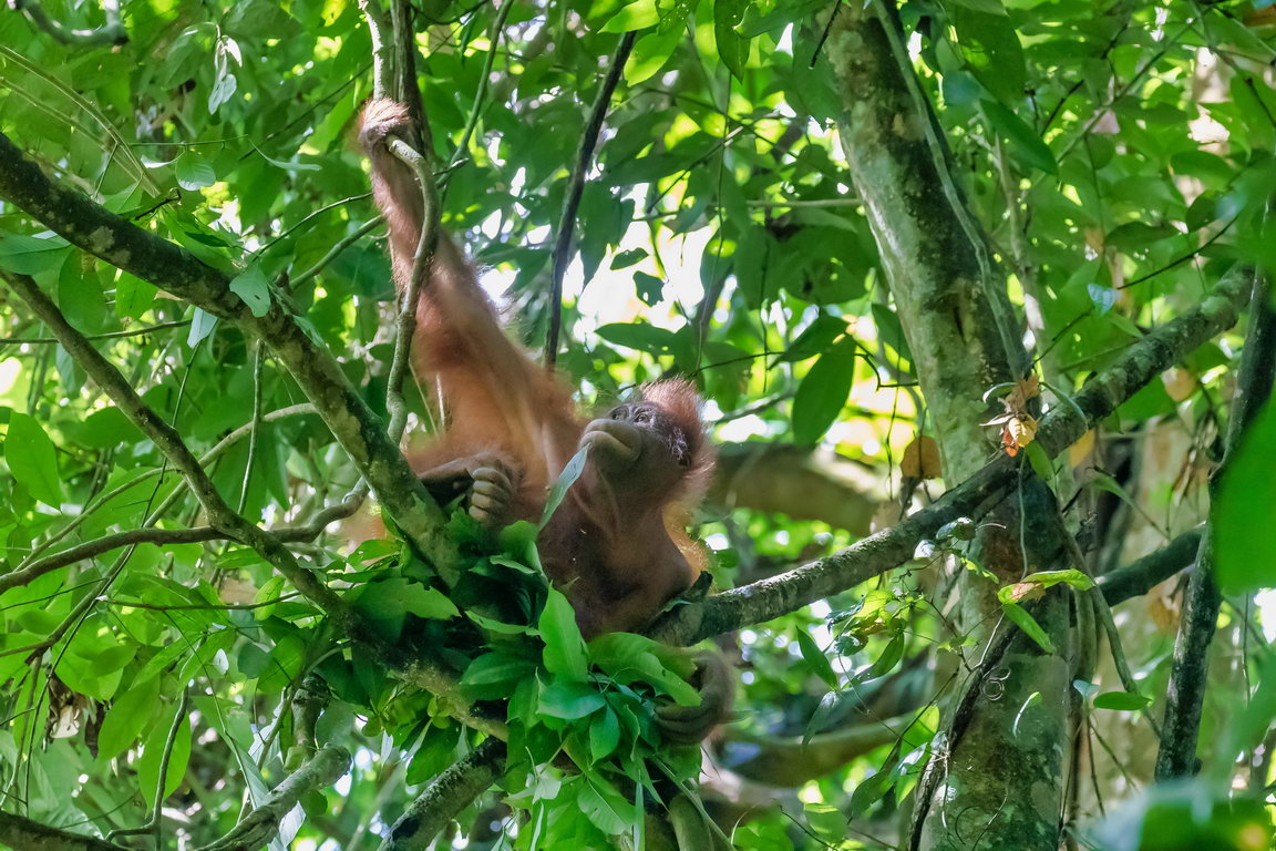 8302 Kutai NP Orang Oetan.jpg