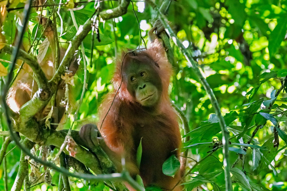 8309 Kutai NP Orang Oetan.jpg
