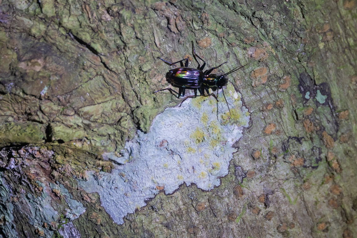 8395 Kutai NP Insect.jpg
