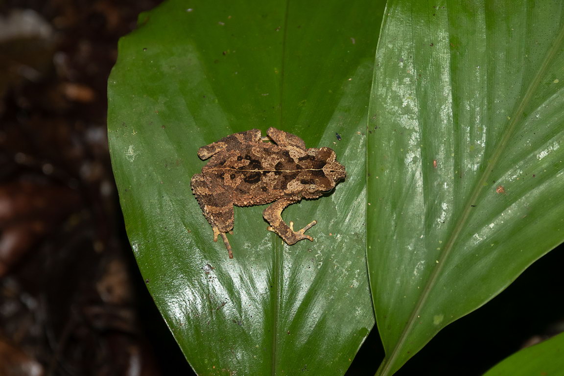 8398 Kutai NP Kikker.jpg