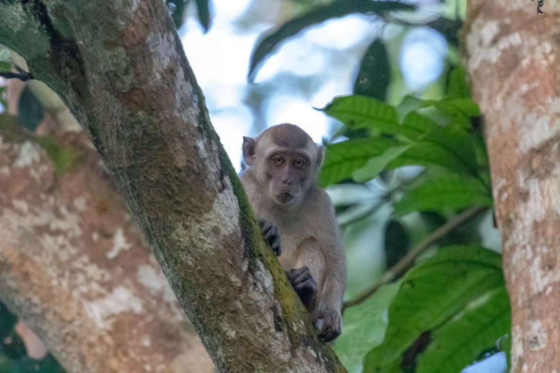 8403 Kutai NP Langstaartmakaak.jpg